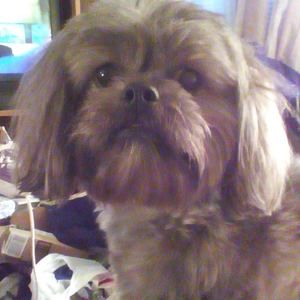 Meet your Posher, Sherry